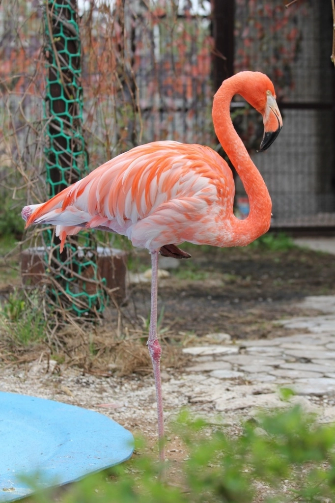 Ижевский зоопарк 