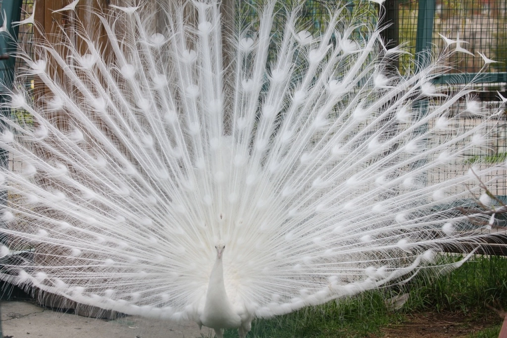 Ижевский зоопарк 