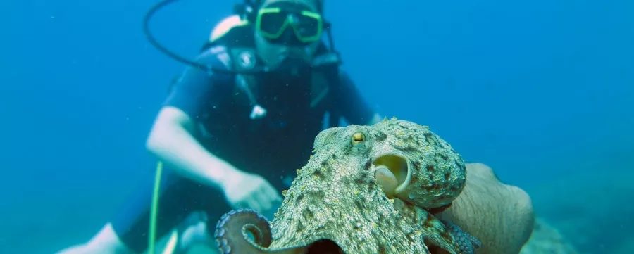 Дайвинг-центр Stingray Diving в Анталии: Развитие, Дайвинг, Вода,