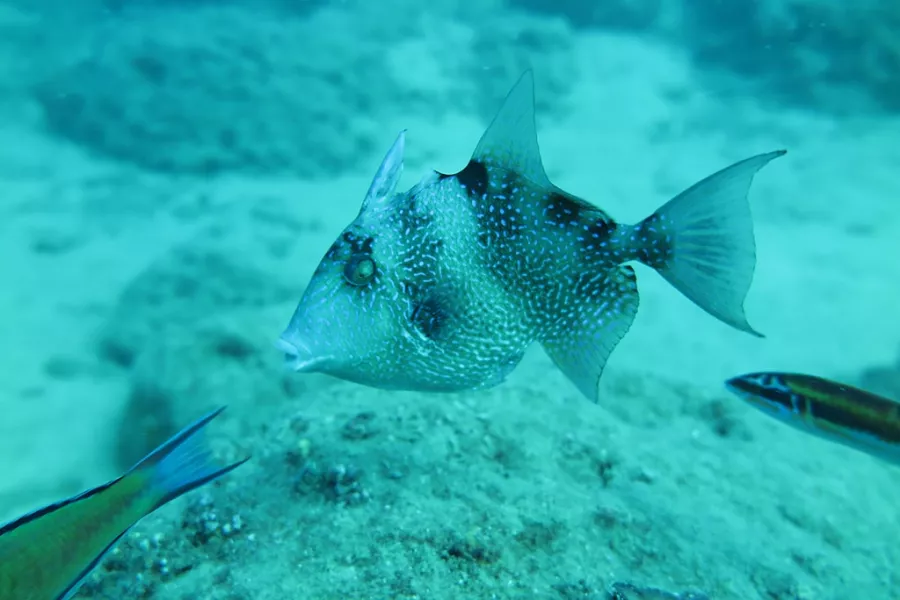 Дайвинг-центр Stingray Diving в Анталии: Дайвинг, Дайвинг-центр, Возле воды, Развиваться,