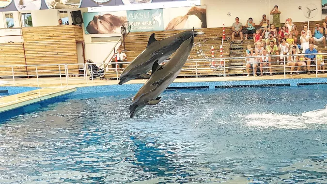 Шоу дельфинов "Aksu Dolphinarium"