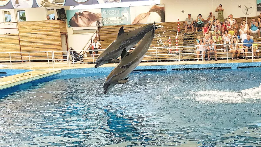 Шоу дельфинов Aksu Dolphinarium  в  Анталии