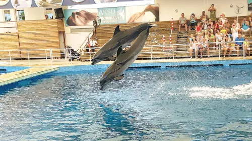 Шоу дельфинов Aksu Dolphinarium  в  Анталии