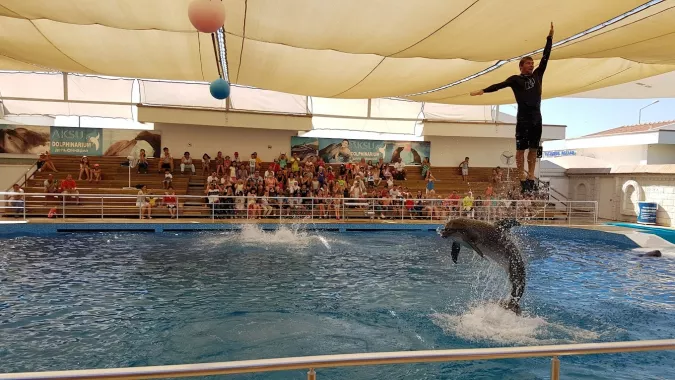 Шоу дельфинов "Aksu Dolphinarium"