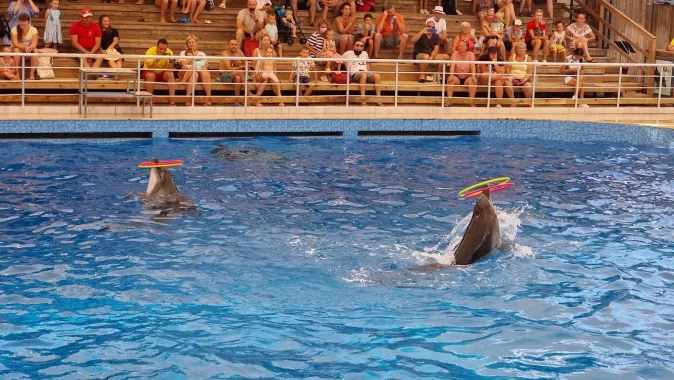 Шоу дельфинов "Aksu Dolphinarium"