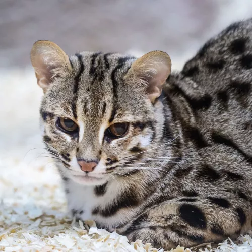 Экзоопарк  в  Санкт-Петербурге