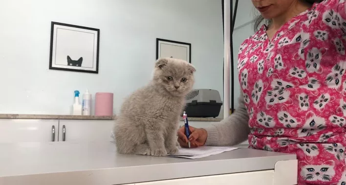 Ветеринарная клиника "Pamir Veteriner Kliniği"