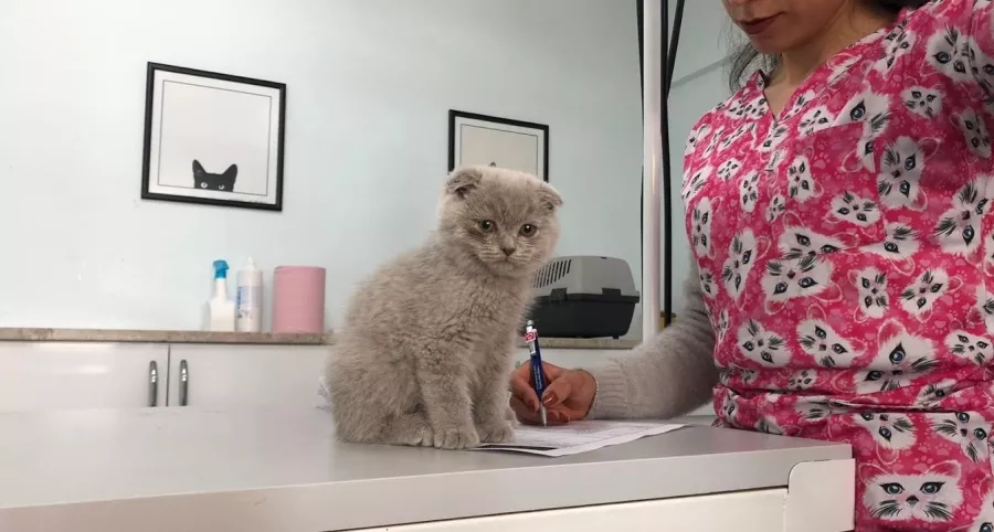 Ветеринарная клиника Pamir Veteriner Kliniği  в  Анталии