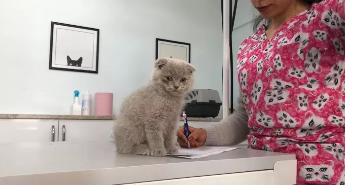 Ветеринарная клиника Pamir Veteriner Kliniği  в  Анталии