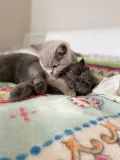 Миниатюра 3