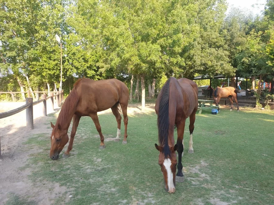 Конный клуб Antalya Riding and Equestrian Club в Анталии: Развитие, Хобби,