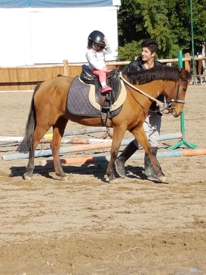 Конный клуб Antalya Riding and Equestrian Club в Анталии: Развитие, Хобби,