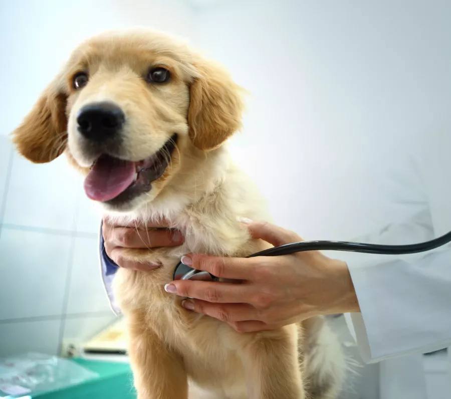 Ветеринарная клиника Aşkım Veteriner Kliniği в Анталии: Ветеринар, Больница, Животные,