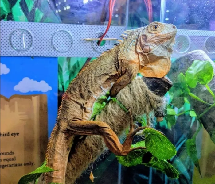 Зоопарк "Fauna Land" (ზოოპარკი "ფაუნა მიწა")