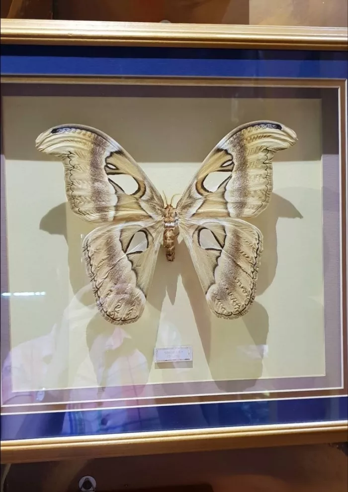 Зоопарк "Fauna Land" (ზოოპარკი "ფაუნა მიწა")