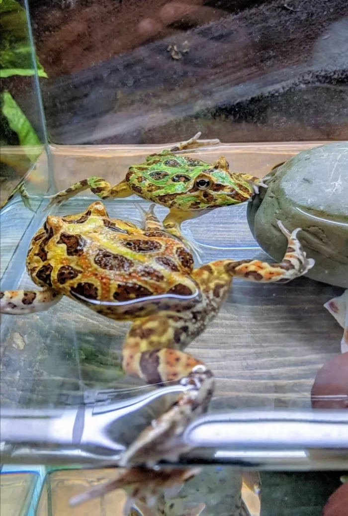 Зоопарк "Fauna Land" (ზოოპარკი "ფაუნა მიწა")