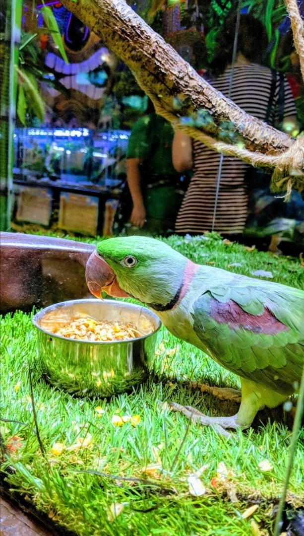 Зоопарк "Fauna Land" (ზოოპარკი "ფაუნა მიწა")