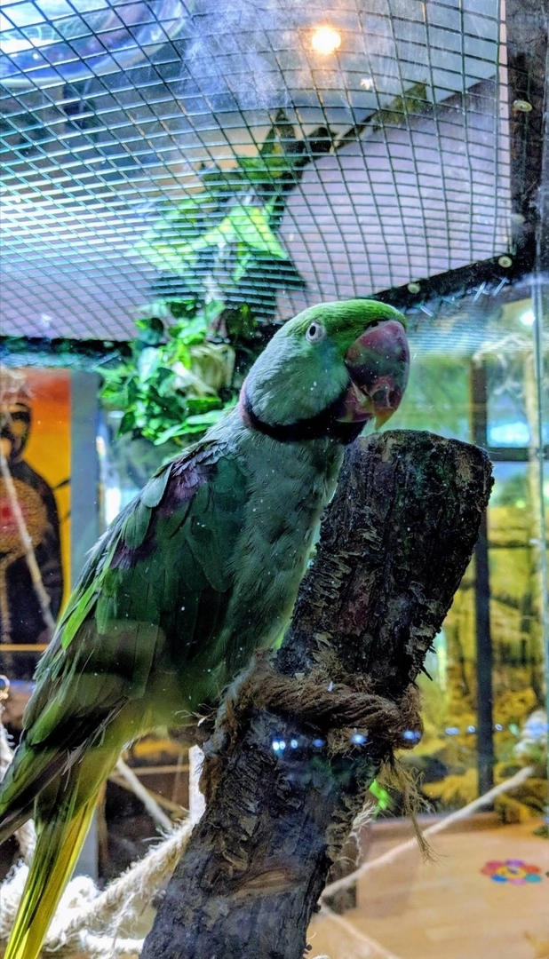 Зоопарк "Fauna Land" (ზოოპარკი "ფაუნა მიწა")