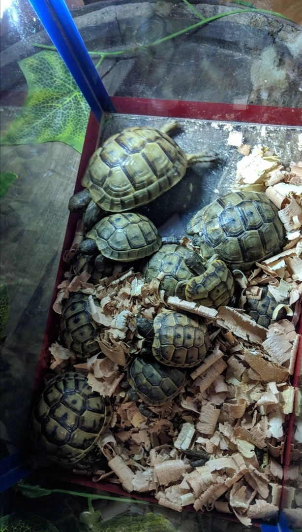 Зоопарк "Fauna Land" (ზოოპარკი "ფაუნა მიწა")