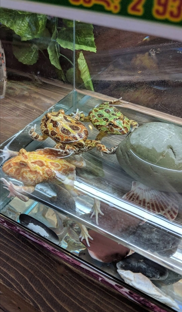 Зоопарк "Fauna Land" (ზოოპარკი "ფაუნა მიწა")