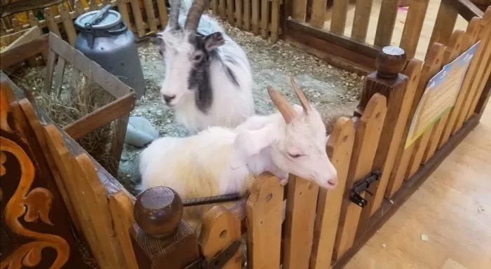 Зоопарк "Fauna Land" (ზოოპარკი "ფაუნა მიწა")