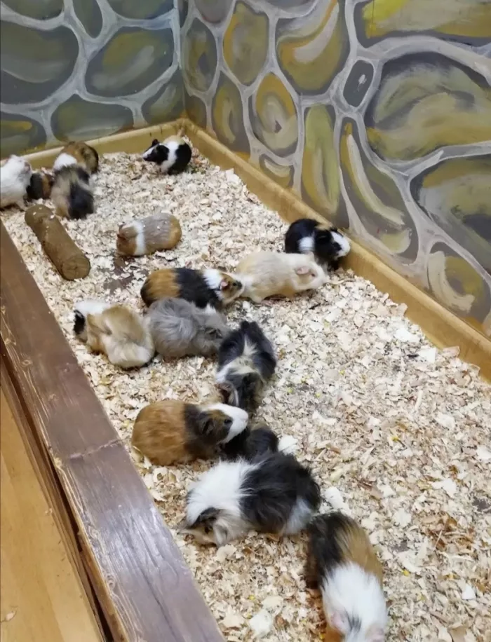 Зоопарк "Fauna Land" (ზოოპარკი "ფაუნა მიწა")