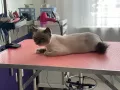 Миниатюра 4