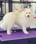 Миниатюра 6