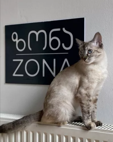 Магазин молодёжной одежды Zona Concept Store (ახალგაზრდული ტანსაცმლის მაღაზია ზონის კონცეფციის მაღაზია) в Тбилиси