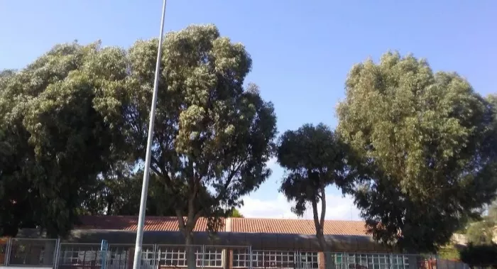 Школа "Бенакантиль"