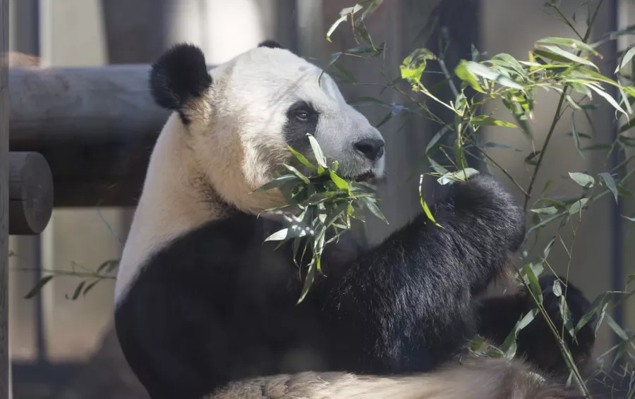 Зоопарк  - Уэно в Токио: Зоопарк, Животные,