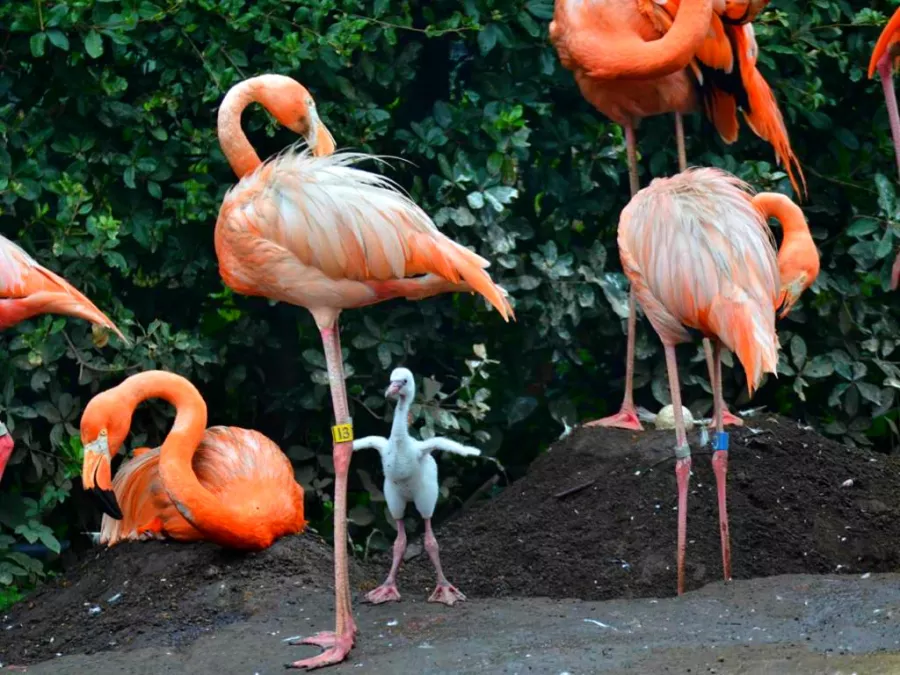 Зоопарк  - Уэно в Токио: Зоопарк, Животные,