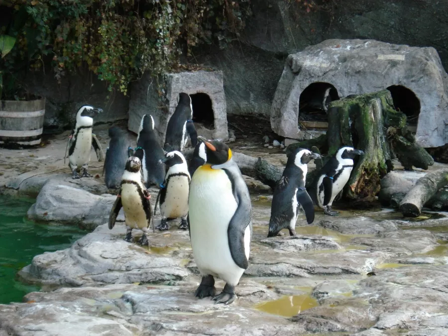 Зоопарк  - Уэно в Токио: Зоопарк, Животные,