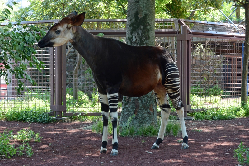 Зоопарк  - Уэно в Токио: Зоопарк, Животные,