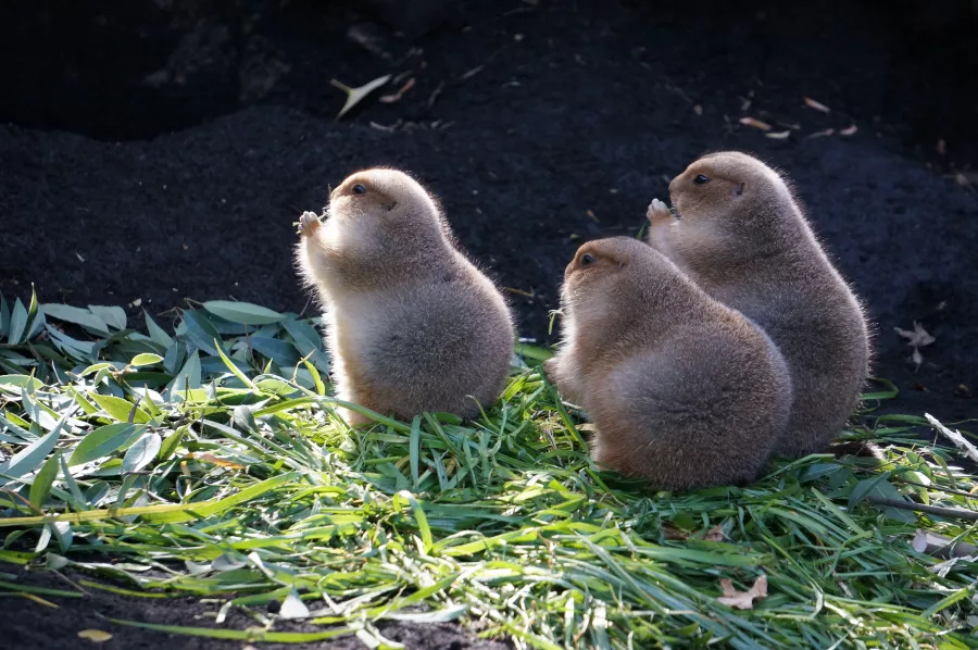 Зоопарк  - Уэно в Токио: Зоопарк, Животные,