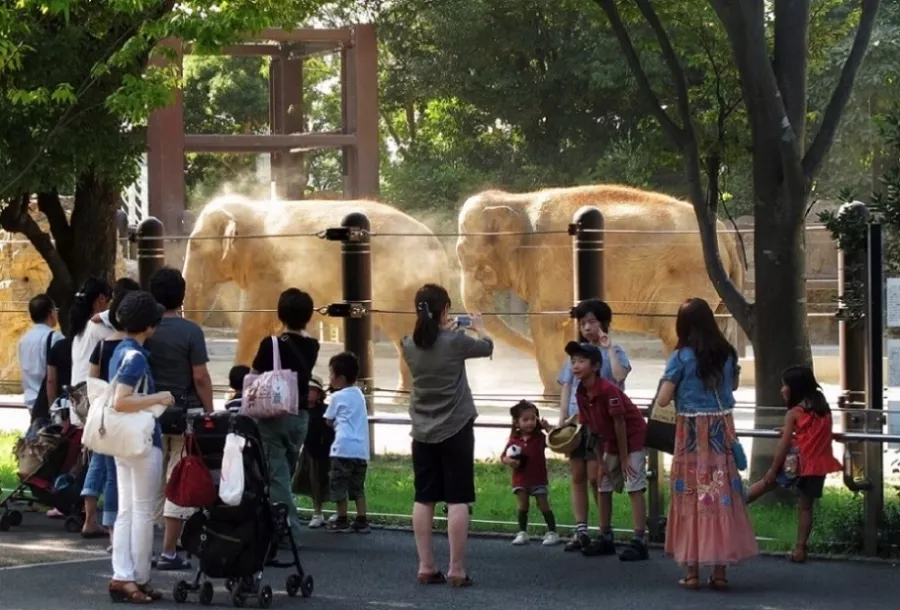 Зоопарк  - Уэно в Токио: Зоопарк, Животные,