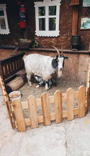 Контактный зоопарк Zooland (Zooland Petting ზოოპარკი) в Тбилиси