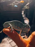 Миниатюра 2