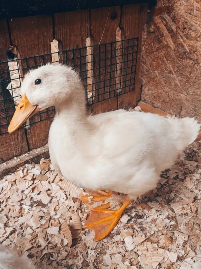 Контактный зоопарк Zooland (Zooland Petting ზოოპარკი) в Тбилиси: Зоопарк, Любимцы, Природа,