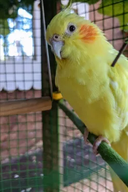 Контактный зоопарк "Zooland" (Zooland Petting ზოოპარკი)