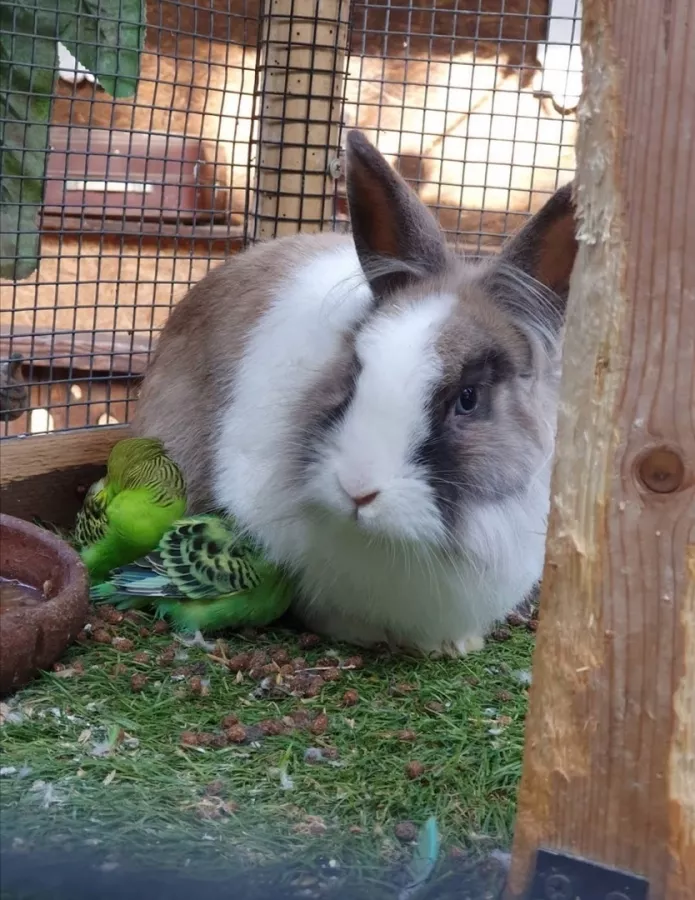 Контактный зоопарк Zooland (Zooland Petting ზოოპარკი) в Тбилиси: Зоопарк, Любимцы, Природа,