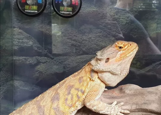 Контактный зоопарк "Zooland" (Zooland Petting ზოოპარკი)