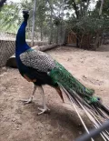 Миниатюра 4