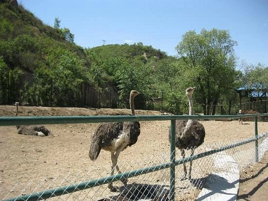 Зоопарк Badaling Wildlife World в Пекине: Зоопарк, Сафари, Животные,