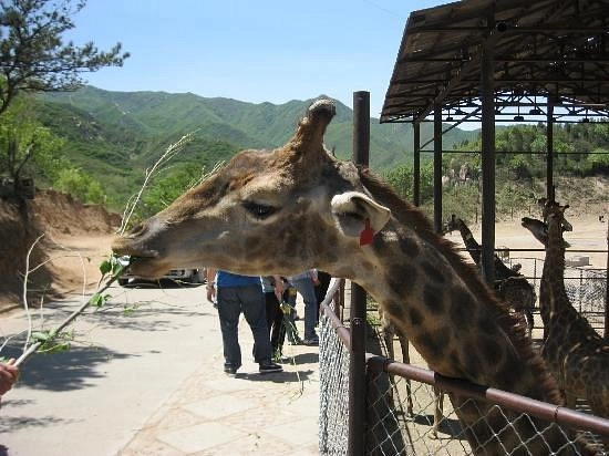 Зоопарк Badaling Wildlife World в Пекине: Зоопарк, Сафари, Животные,