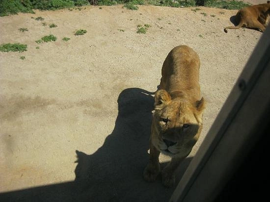 Зоопарк Badaling Wildlife World в Пекине: Зоопарк, Сафари, Животные,