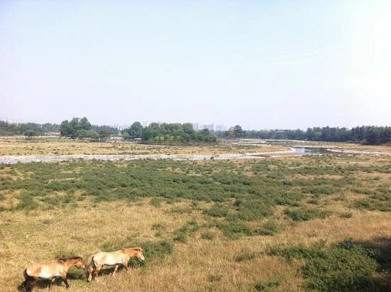 Заповедник Beijing Nanhaizi Elk Museum в Пекине: Зоопарк, Музей,