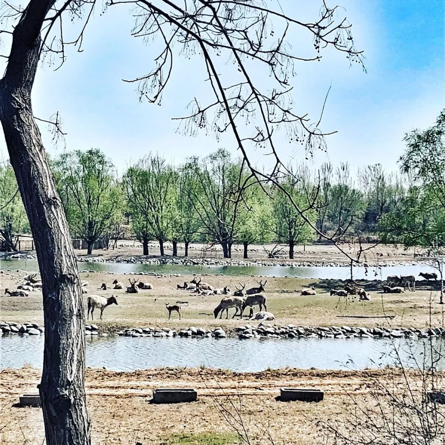 Заповедник Beijing Nanhaizi Elk Museum в Пекине: Зоопарк, Музей,