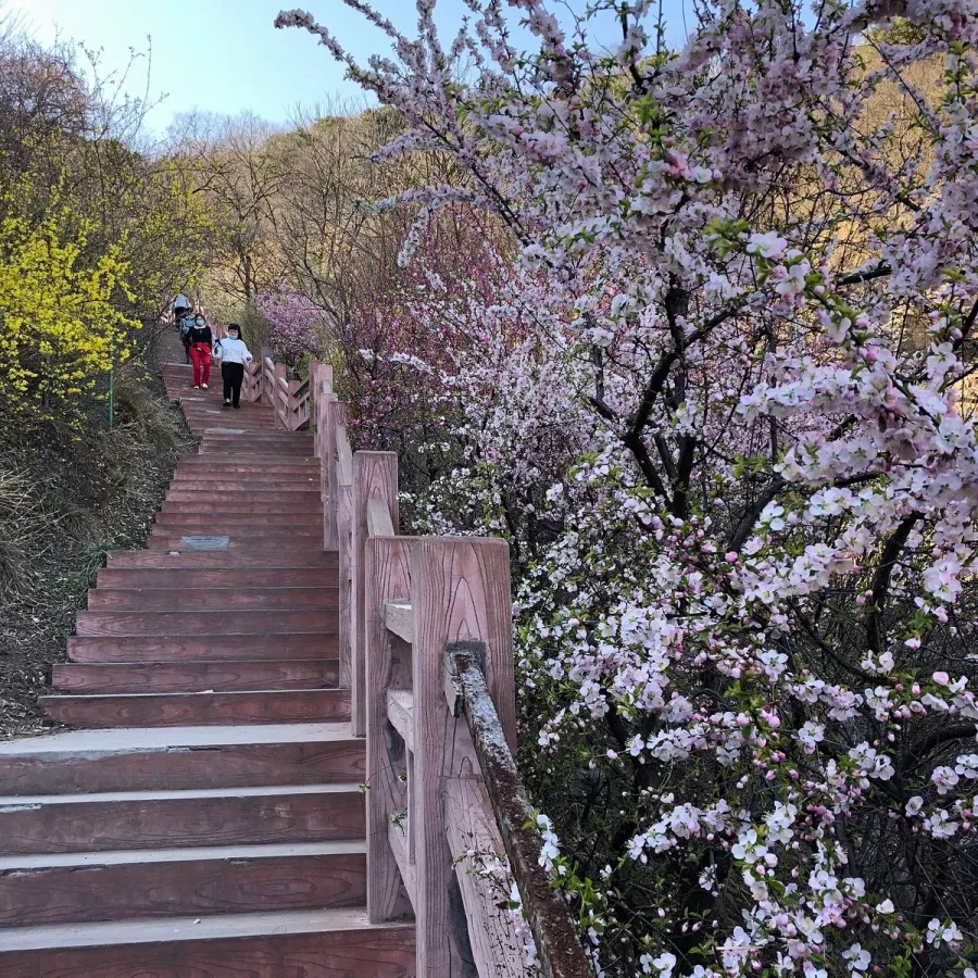 Парк Fragrant Hills Park (Xiangshan Gongyuan) в Пекине: Канатная дорога, Парк,