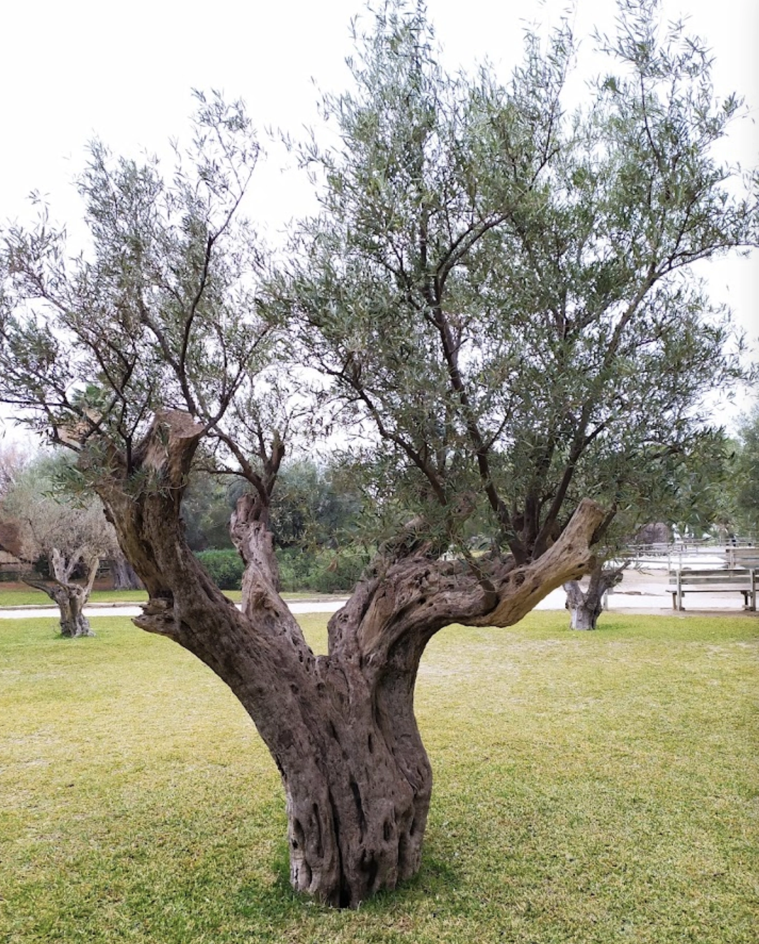 Парк "Bosque Ilustrado"